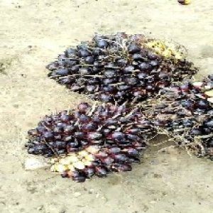 unripe_train (569).jpg