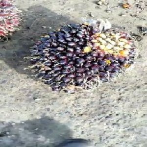 unripe_train (57).jpg