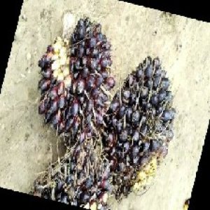 unripe_train (570).jpg