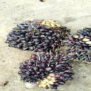 unripe_train (571).jpg