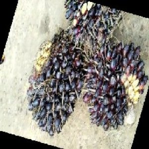 unripe_train (572).jpg