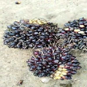 unripe_train (573).jpg