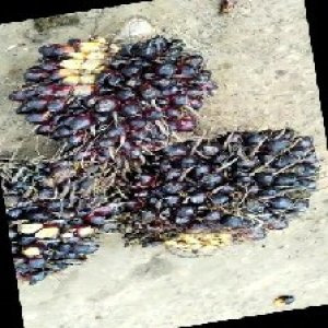 unripe_train (574).jpg