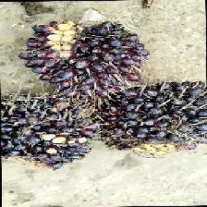 unripe_train (575).jpg