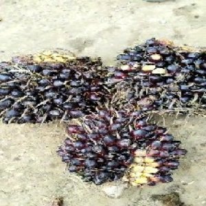 unripe_train (576).jpg