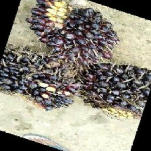 unripe_train (577).jpg