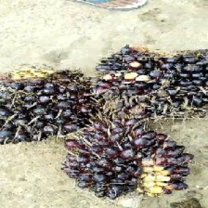 unripe_train (578).jpg