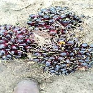 unripe_train (579).jpg