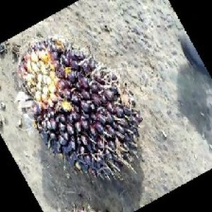 unripe_train (58).jpg