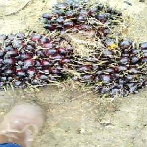 unripe_train (581).jpg