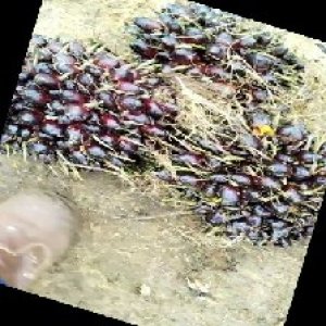 unripe_train (582).jpg