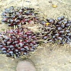 unripe_train (583).jpg