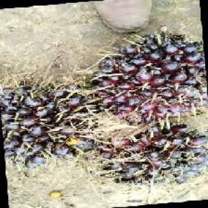 unripe_train (584).jpg