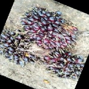 unripe_train (585).jpg