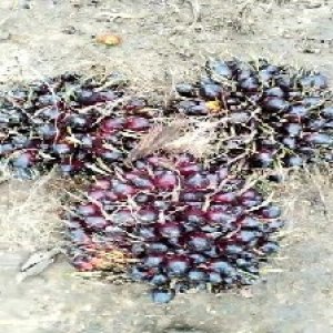 unripe_train (586).jpg