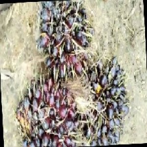 unripe_train (587).jpg