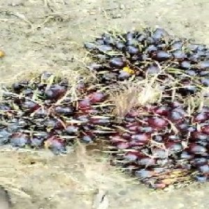 unripe_train (588).jpg