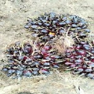 unripe_train (589).jpg