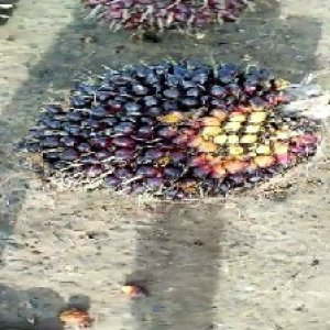 unripe_train (59).jpg