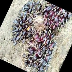 unripe_train (590).jpg