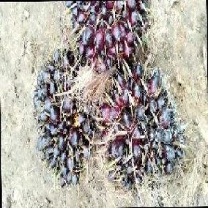 unripe_train (591).jpg