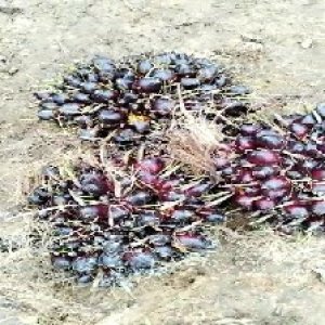 unripe_train (592).jpg