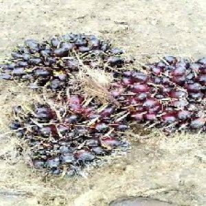 unripe_train (593).jpg