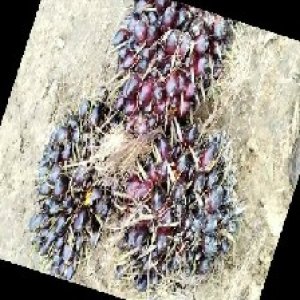 unripe_train (594).jpg