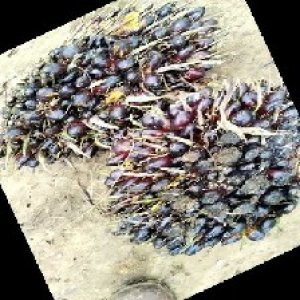 unripe_train (595).jpg