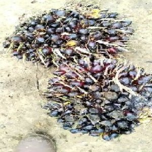 unripe_train (596).jpg