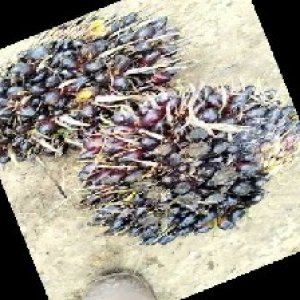 unripe_train (597).jpg