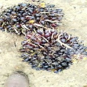 unripe_train (598).jpg