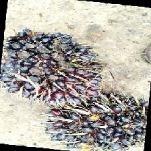 unripe_train (599).jpg