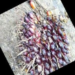 unripe_train (6).jpg