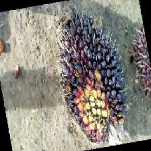 unripe_train (60).jpg