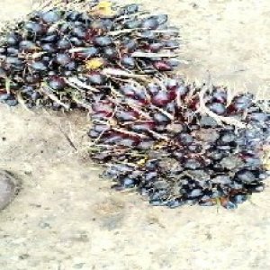 unripe_train (600).jpg