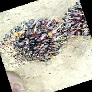 unripe_train (601).jpg