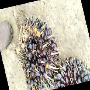 unripe_train (603).jpg