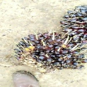 unripe_train (604).jpg