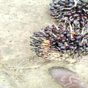 unripe_train (605).jpg