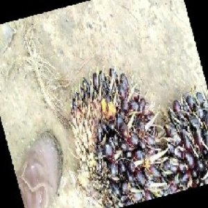 unripe_train (606).jpg