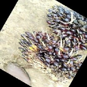 unripe_train (607).jpg