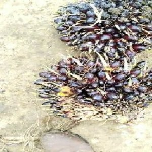 unripe_train (608).jpg