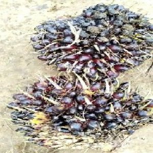 unripe_train (609).jpg