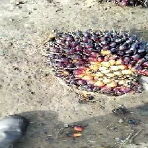 unripe_train (61).jpg