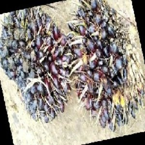 unripe_train (610).jpg