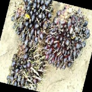 unripe_train (611).jpg