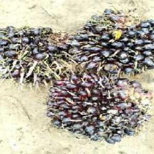 unripe_train (612).jpg