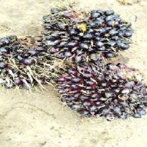 unripe_train (613).jpg