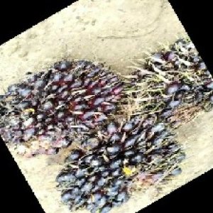 unripe_train (614).jpg